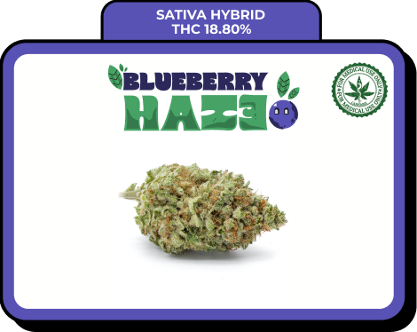 Blueberry Haze