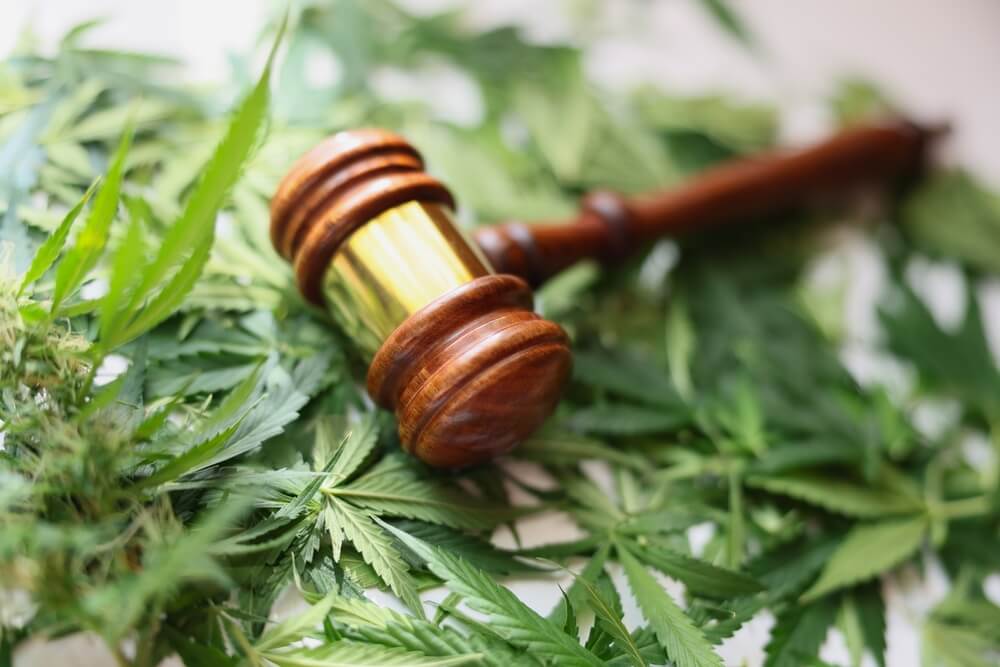 Phuket Cannabis Rules